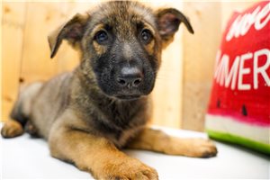 Malachi - German Shepherd for sale