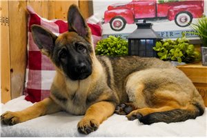 Todd - German Shepherd for sale