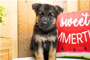 Maguire - puppy for sale