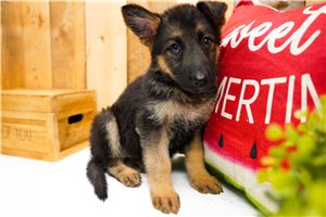 Maggie - puppy for sale