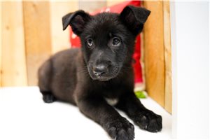 Maisie - puppy for sale
