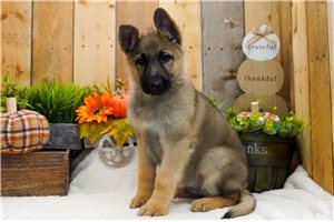 Tony - German Shepherd for sale