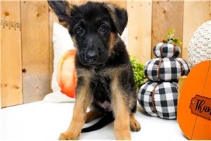 Silas - German Shepherd for sale