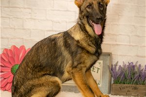 Amalia - German Shepherd for sale
