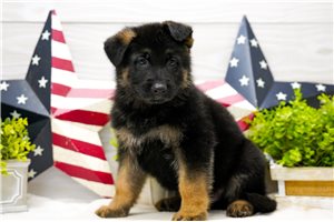 Manson - puppy for sale