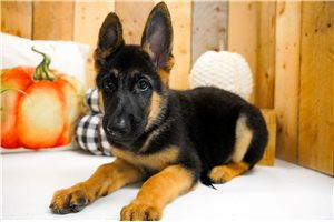 Silas - German Shepherd for sale