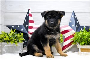 Malia - German Shepherd for sale