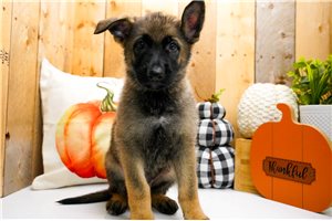 Beowulf - German Shepherd for sale
