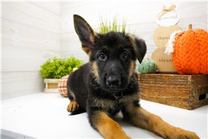 Silas - German Shepherd for sale