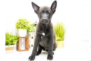 Makai - German Shepherd for sale