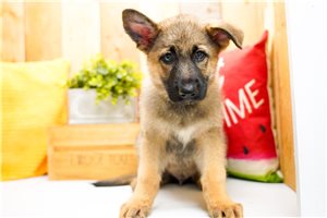 Magnum - puppy for sale