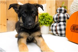 Pilot - German Shepherd for sale