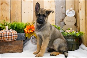 Tasha - German Shepherd for sale