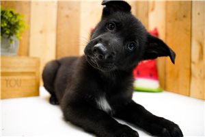 Makai - puppy for sale