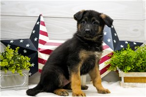 Mallory - puppy for sale