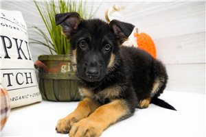 Pilot - German Shepherd for sale