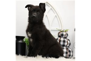 Callie - German Shepherd for sale