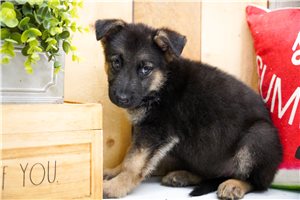 Maguire - German Shepherd for sale