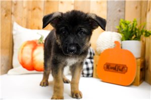 Paladin - puppy for sale