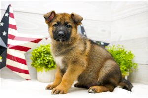 Marco - German Shepherd for sale