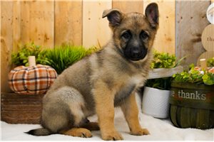 Turner - German Shepherd for sale