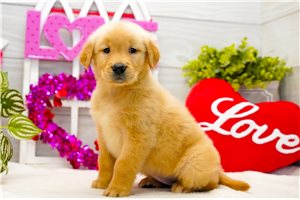 Ella - puppy for sale