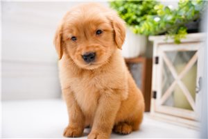 Vanderson - Golden Retriever for sale