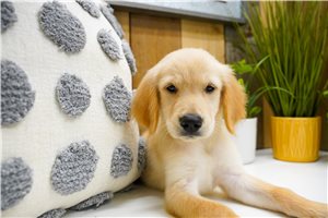 Abigail - puppy for sale