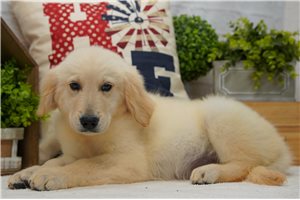 Iman - puppy for sale