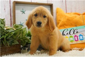Nova - puppy for sale