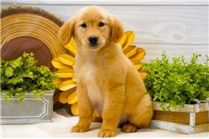 Ella - Golden Retriever for sale