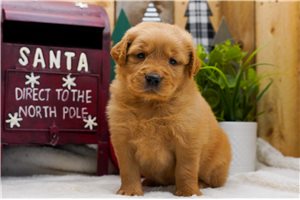 Emilio - Golden Retriever for sale