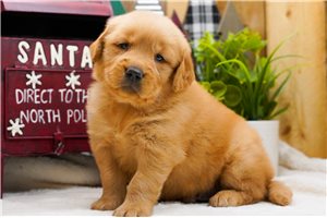 Elijah - Golden Retriever for sale