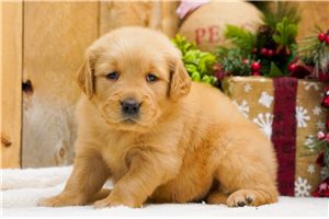 Ella - Golden Retriever for sale