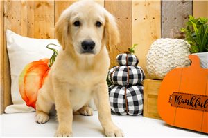 Abner - puppy for sale