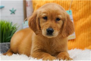Maeve - puppy for sale