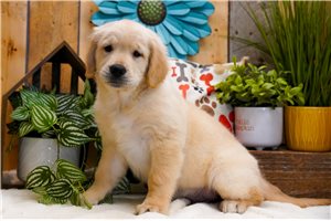 Eric - Golden Retriever for sale