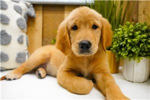 Arlo - Golden Retriever for sale
