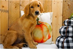 Alicia - Golden Retriever for sale