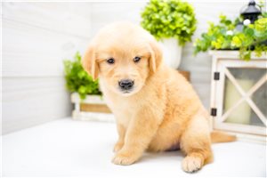 Veronica - puppy for sale