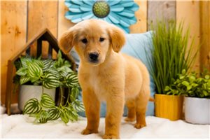 Ella - Golden Retriever for sale