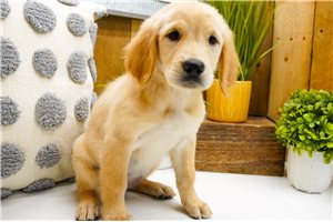 Addie - Golden Retriever for sale