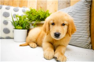 Veronica - Golden Retriever for sale