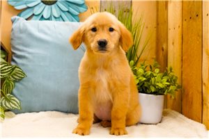 Ella - Golden Retriever for sale