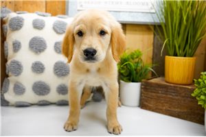 Addie - puppy for sale