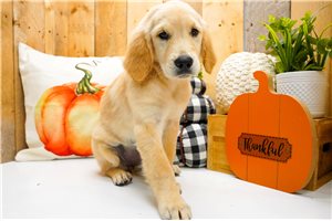 Addie - Golden Retriever for sale