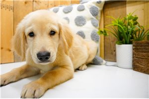 Abner - Golden Retriever for sale
