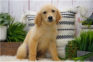 Noelle - puppy for sale