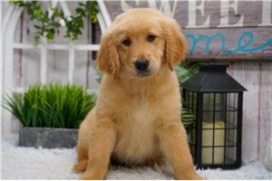 Izzy - puppy for sale