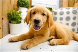 Veronica - Golden Retriever for sale